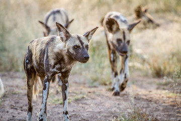 African wild dogs walking towards the camera.