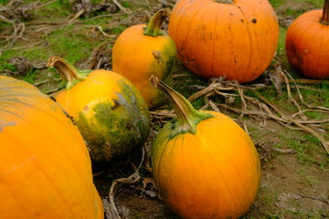 orange Pumpkin patch 