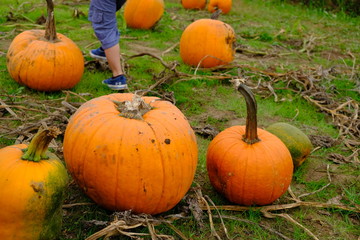 Pumpkin patch 