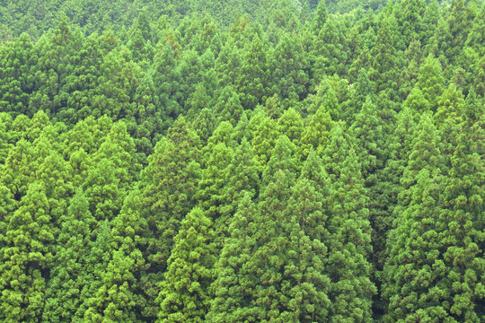 Fototapeta 朝霧の森　福井県若狭