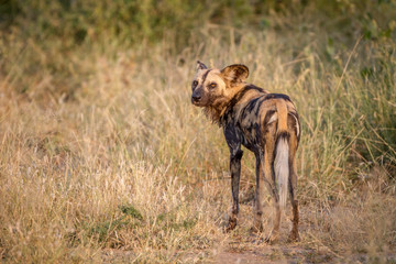 African wild dog looking back.