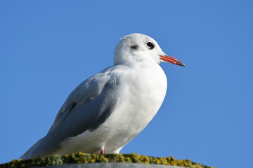 Möwe auf Hafenpoller