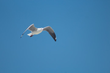 Fototapeta na wymiar Hautlib's gull in flight