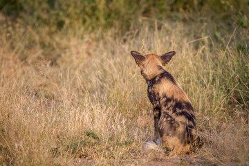 African wild dog starring from behind.