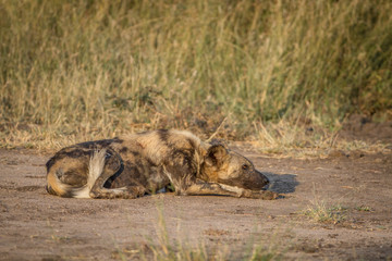 African wild dog laying on the dirt.