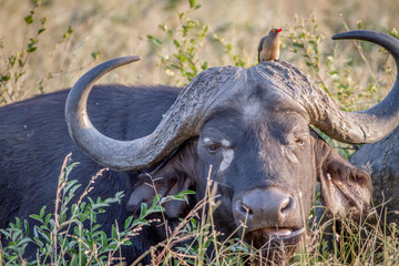 African buffalo with an Oxpecker starring.