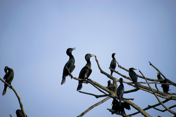 group flock of cormorant birds diver water birds sitting on branches of tree preening feathers black under blue sky hunting resting