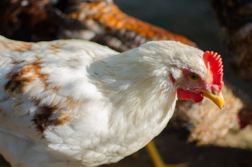  Home poultry chickens grazing and walking outdoors