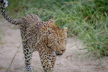 Leopard walking in the sand in Kruger.