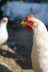  Home poultry chickens grazing and walking outdoors