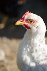  Home poultry chickens grazing and walking outdoors