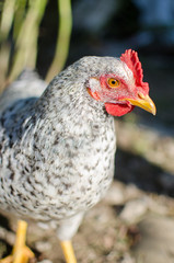  Home poultry chickens grazing and walking outdoors