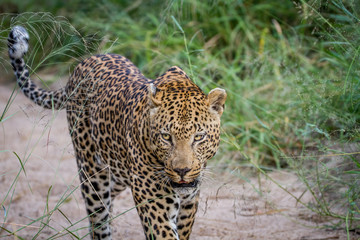 Fototapeta na wymiar Leopard walking in the sand in Kruger.