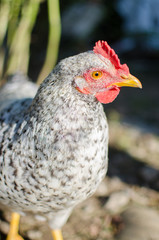  Home poultry chickens grazing and walking outdoors