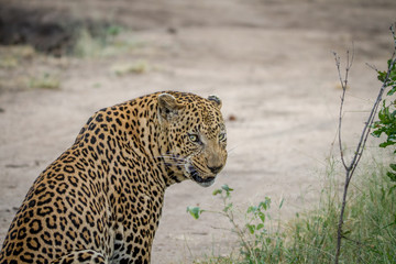 Side profile of a big male Leopard.