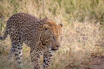 Fototapeta na wymiar Big male Leopard walking in the grass.