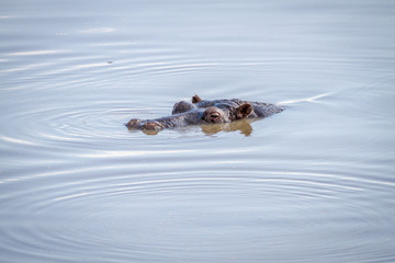 Hippo head sticking out of the water.