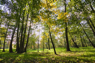 Fototapeta premium Beautiful, autumn scenery in the park.