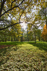 Naklejka premium Beautiful, autumn scenery in the park.
