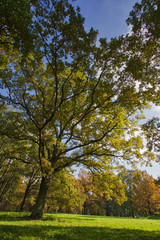 Fototapeta na wymiar Beautiful, autumn scenery in the park.