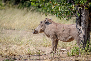 Side profile of a Warthog in Hwange.