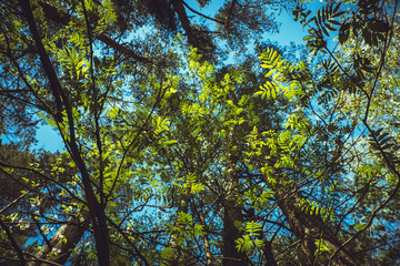 Trees against the sky