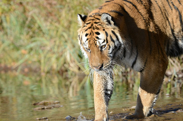 Fototapeta na wymiar Tiger in water walking out 