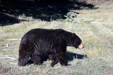 Fototapeta premium black bear in grass