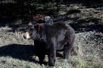 Obraz na płótnie Canvas Black bear in woods