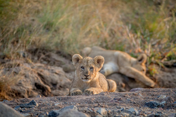 Two Lion cubs laying in a dry riverbed.