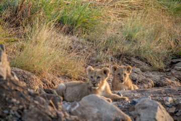 Two Lion cubs laying in a dry riverbed.