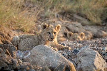 Two Lion cubs laying in a dry riverbed.
