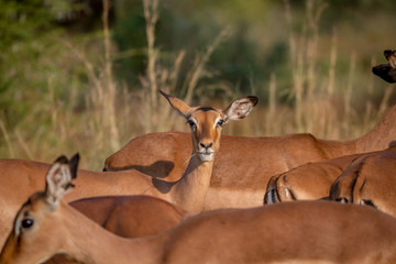Female Impala in herd stares at camera.