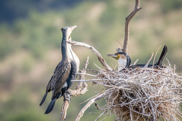 White-breasted cormorants sitting in a tree.