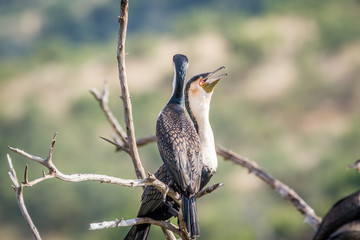 White-breasted cormorants sitting in a tree.