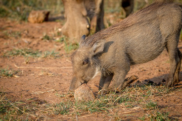 Warthog eating grass in Pilanesberg.