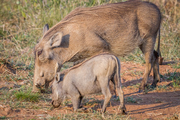 Mother and baby Warthog eating grass.