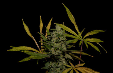 Naklejka na ściany i meble AK-47 variety of medical marijuana with color leafs