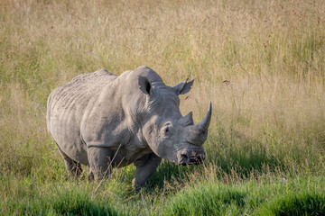 Big White rhino bull standing in the grass.
