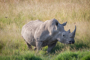 Big White rhino bull standing in the grass.