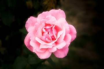 Single Pink Rose with Dreamy Petals and Background