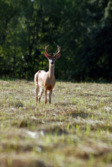 buck in feild