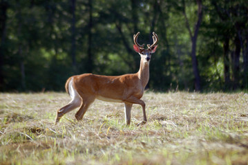 buck in the field 