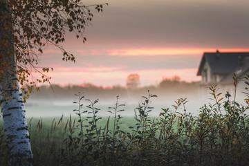 Wild horses eating grass in meadow covered in fog. Dusky and gloomy weather surrounds the field...
