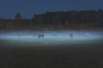 Wild horses eating grass in meadow covered in fog. Dusky and gloomy weather surrounds the field...