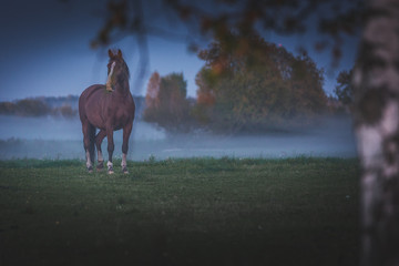 Wild horses eating grass in meadow covered in fog. Dusky and gloomy weather surrounds the field...