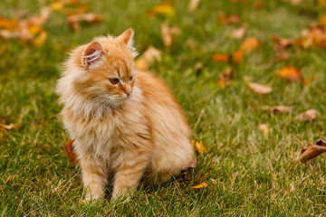 Naklejka na ściany i meble Little cat sitting in the leaves in autumn