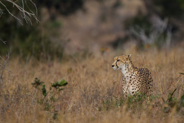 cheetah in Kruger National Park