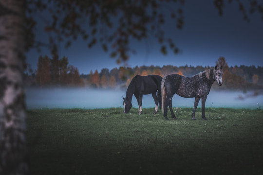 Wild horses eating grass in meadow covered in fog. Dusky and gloomy weather surrounds the field covered with green grass. An evening feast right after the sunset. - Powered by Adobe