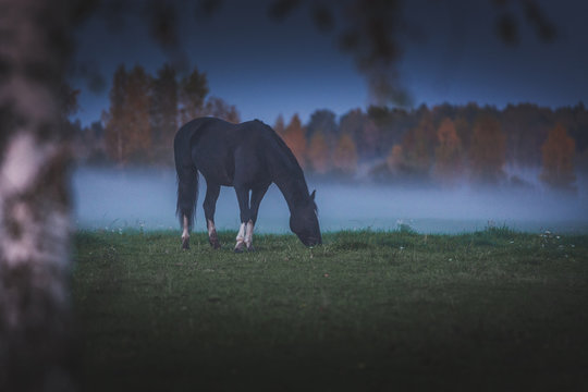 Wild horses eating grass in meadow covered in fog. Dusky and gloomy weather surrounds the field covered with green grass. An evening feast right after the sunset.